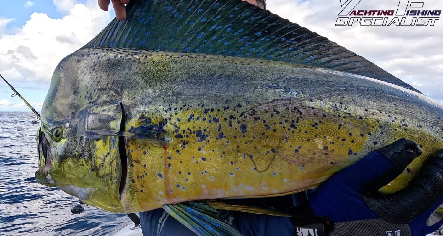 Mahi-Mahi Dorado Farquhar Seychelles