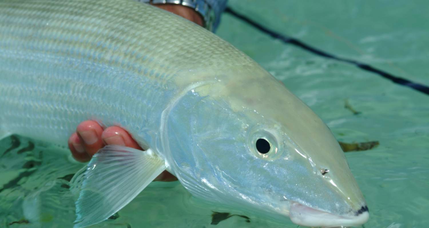 Bonefish Farquhar Seychelles