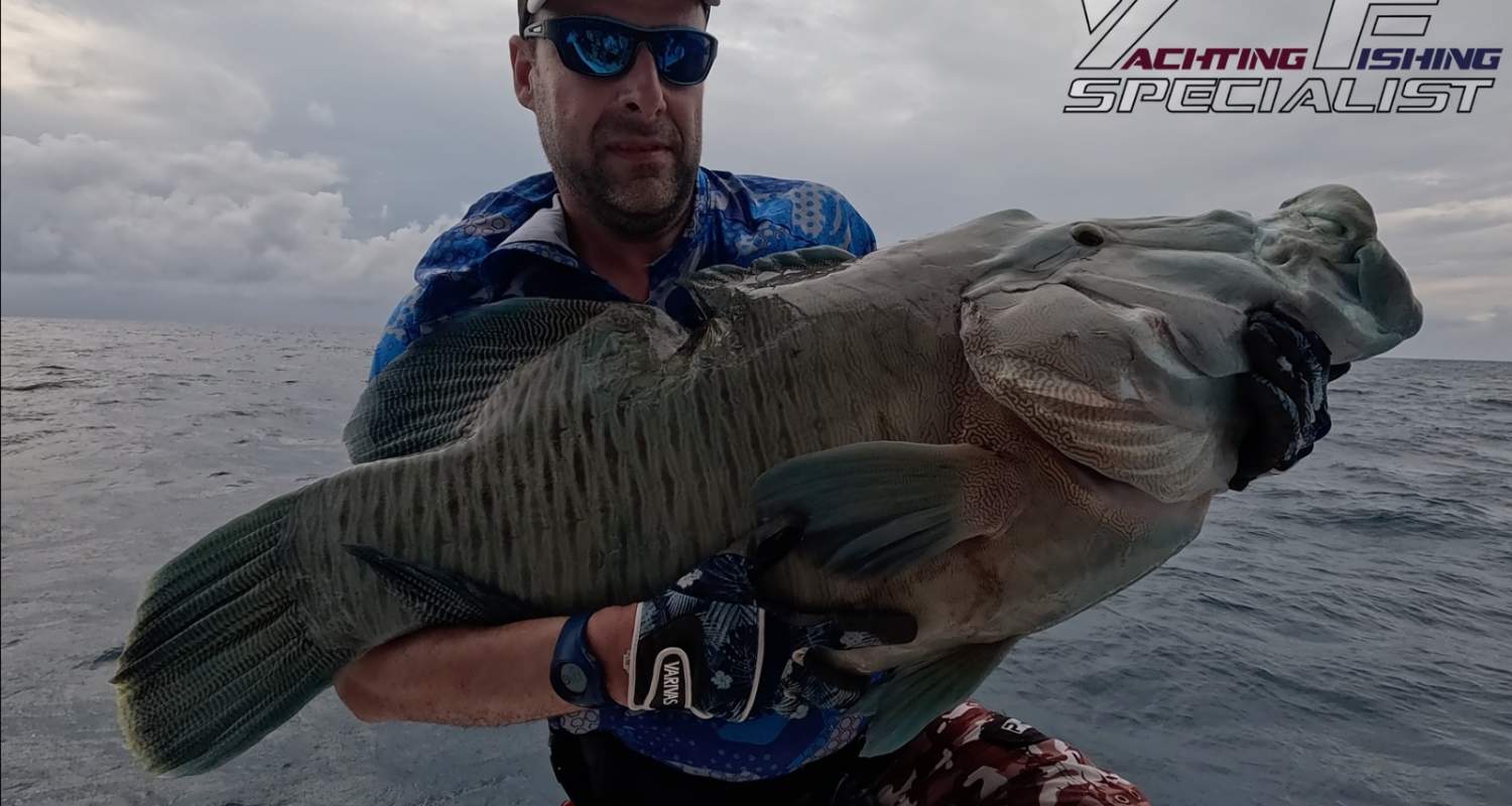 Napoleon Wrasse Farquhar Seychelles