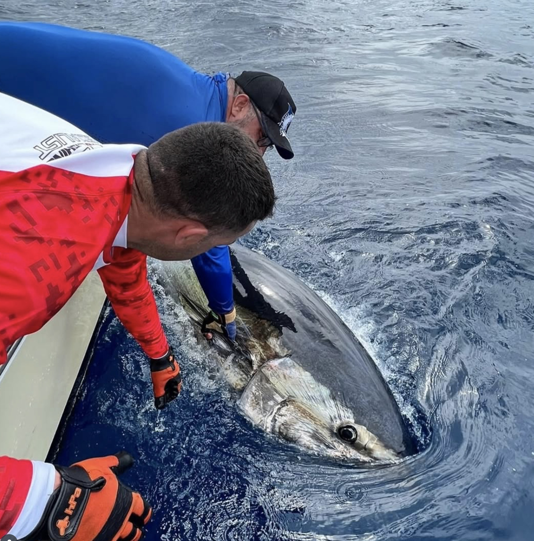 Bluefin tuna