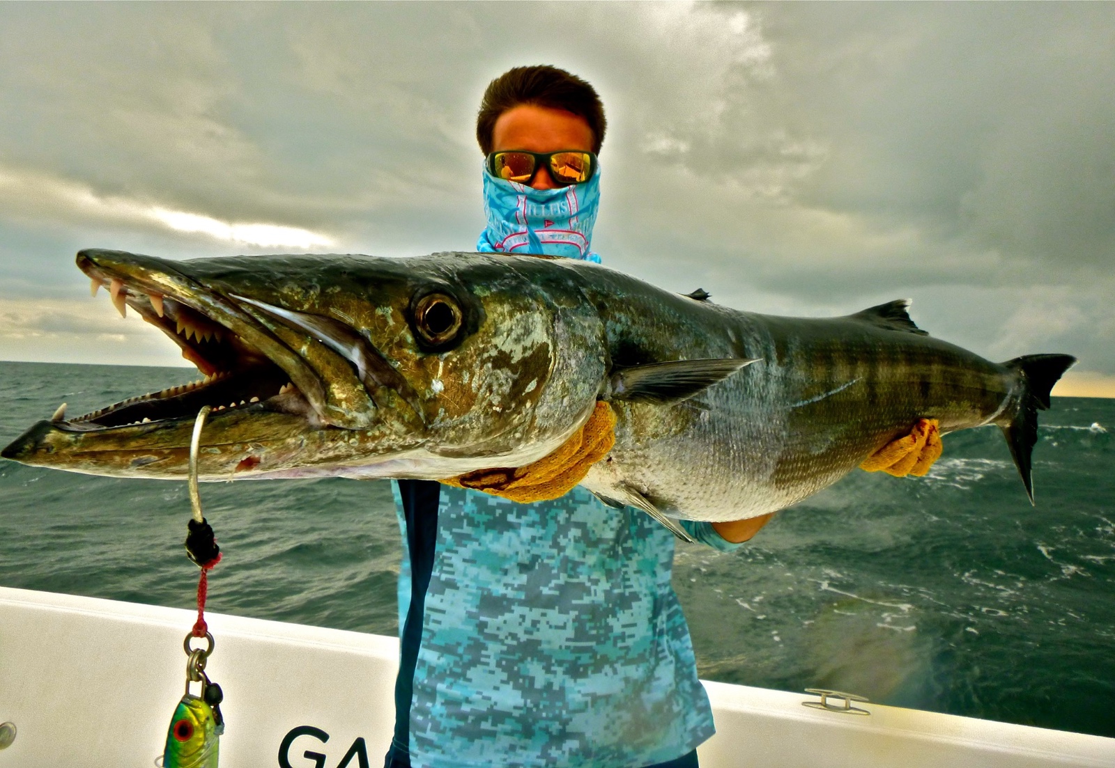 Barracuda