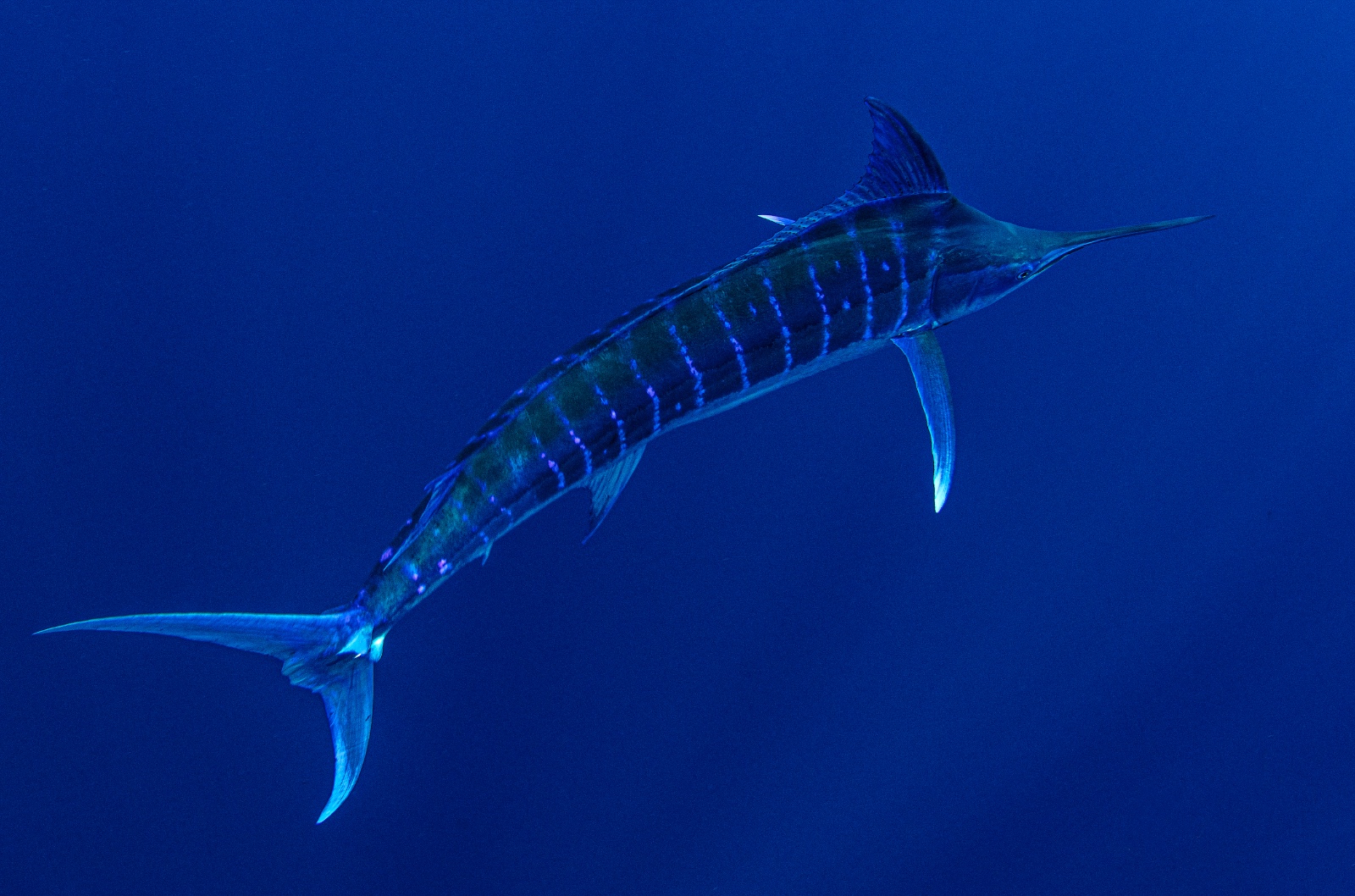 Blue marlin