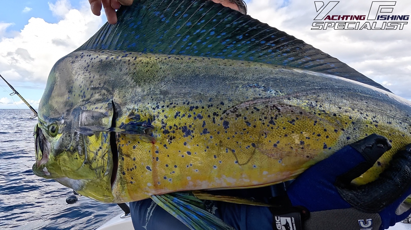 Mahi-Mahi