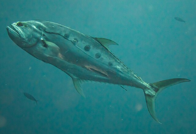 Queenfish
