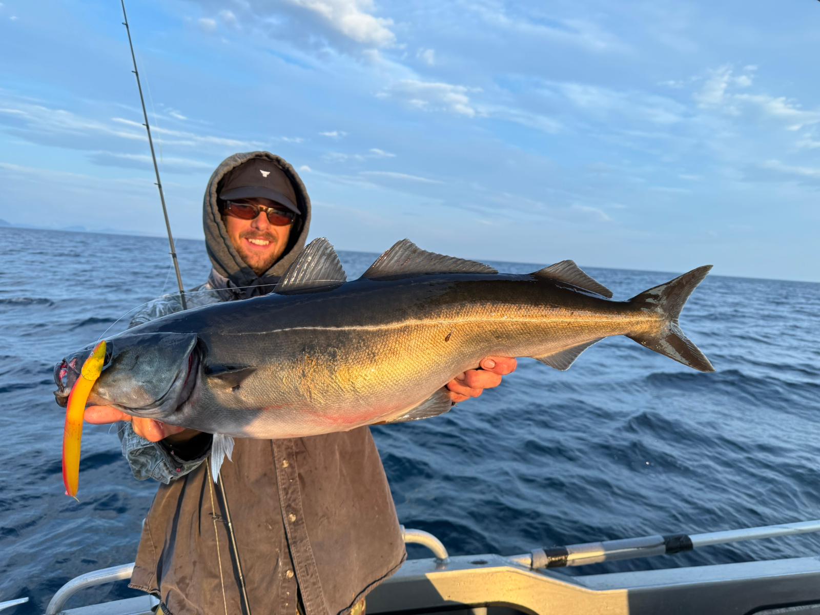 Coalfish