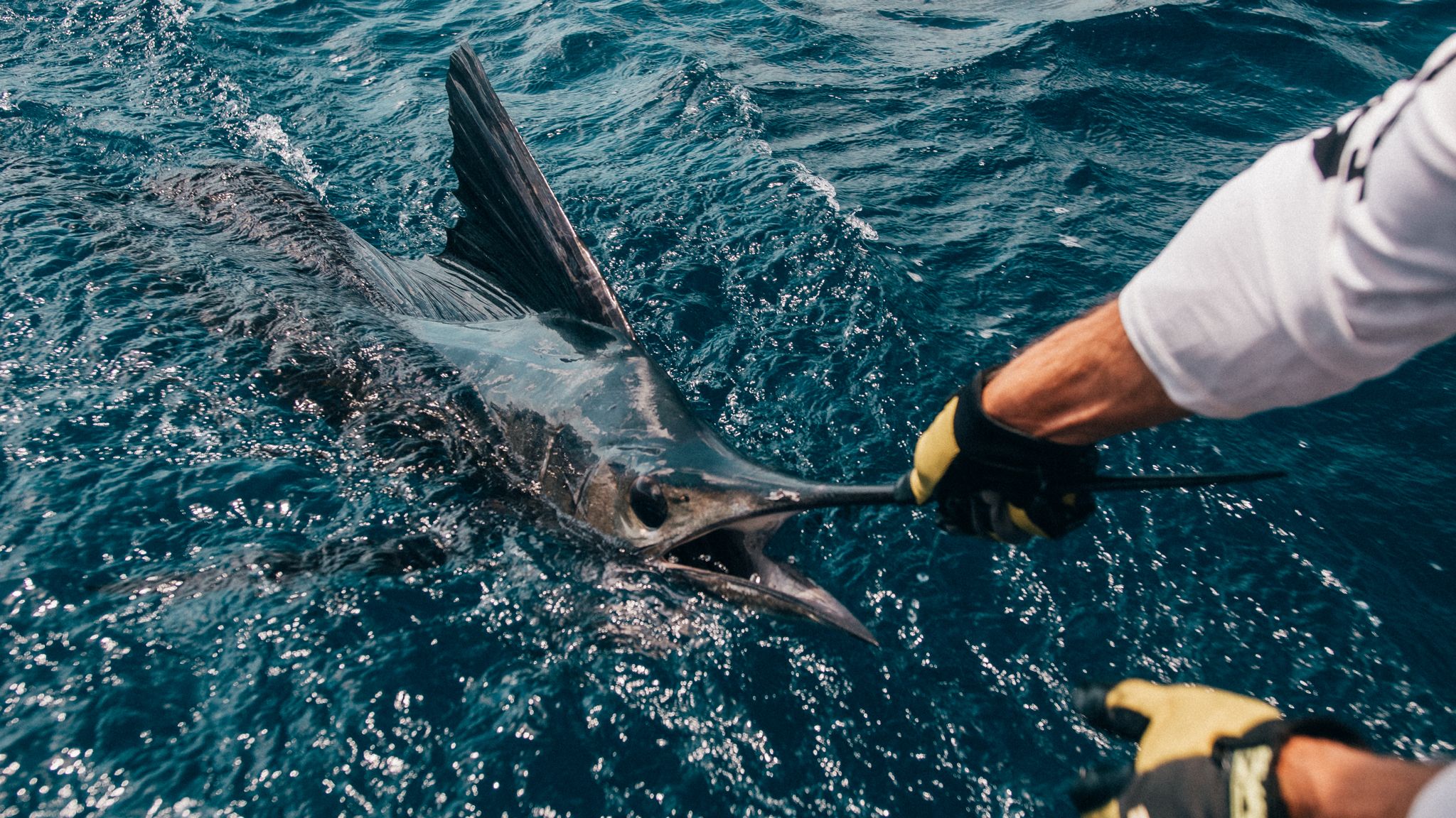 Sailfish